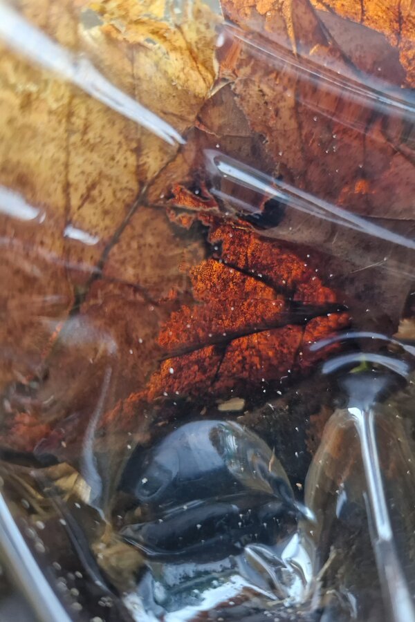 Formation of neoamber